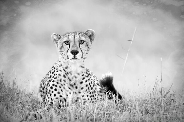 The leopard lay low before jumping