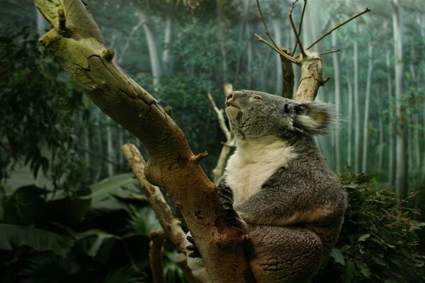 Der Koala schaut nachdenklich auf den Eukalyptus