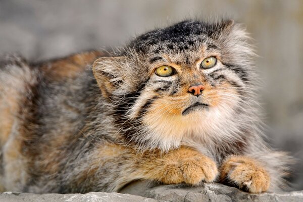 Wildkatze in natürlicher Umgebung