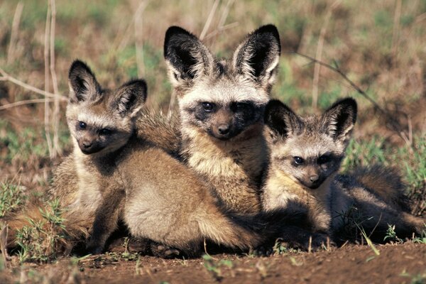 A family with cubs in the wild