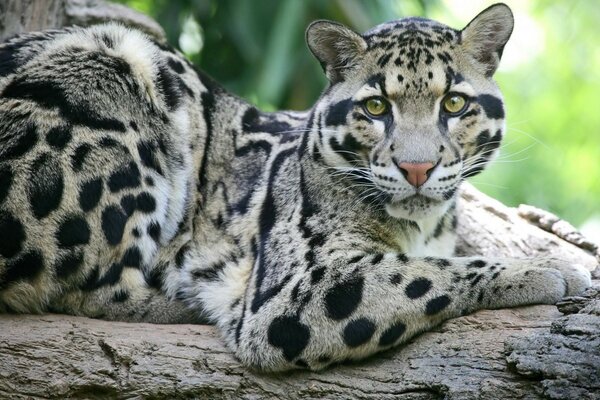 El gato descansa sentado en un árbol