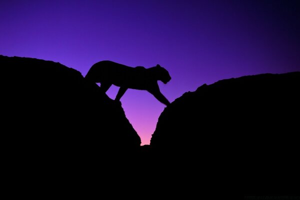 Silhouette einer Katze bei lila Sonnenuntergang