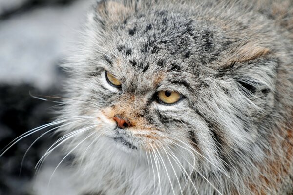 Gatto insoddisfatto in natura