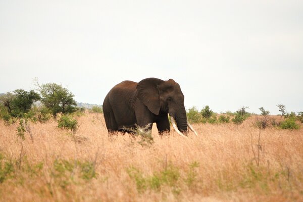 Elephant dans la savane ira à l herbe