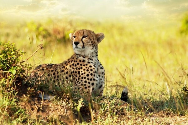 Tigre chat marche dans l herbe