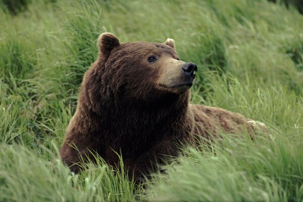 Ein Bär ruht auf einer grünen Wiese