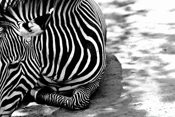 Chorno-white photo of a zebra lying on the ground