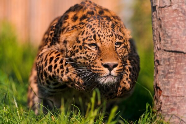 Leopardo durante la caza de la víctima