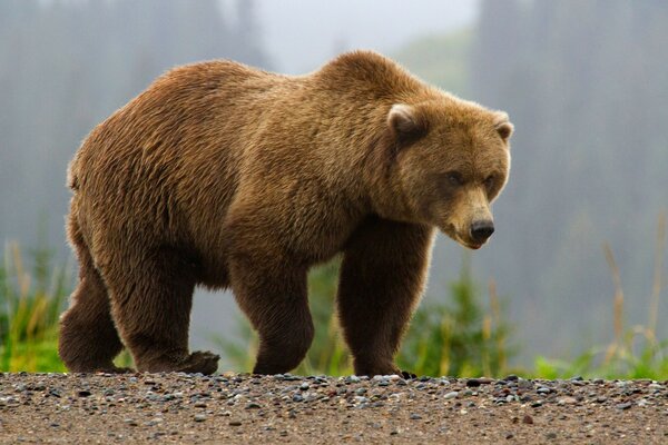 Formidable bear outdoors