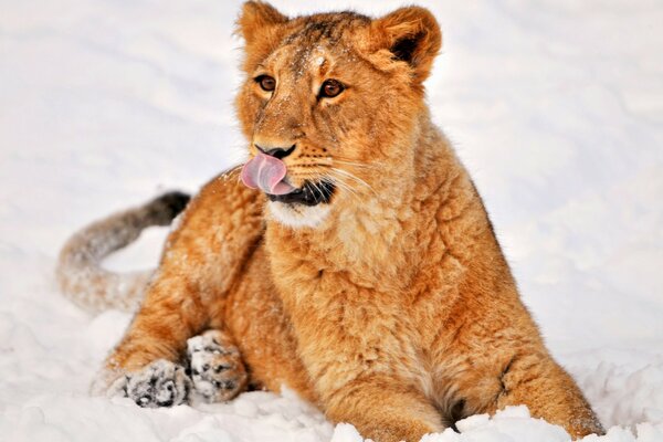 Chat sauvage couché sur la neige