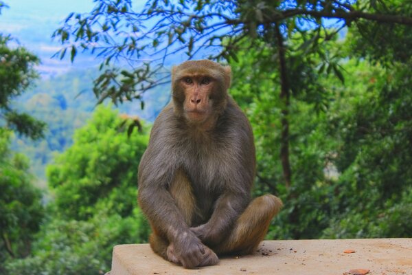 Singe assis sur le bord de la pierre