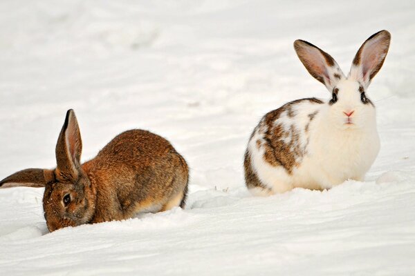 Pelirrojo y blanco liebres en la nieve