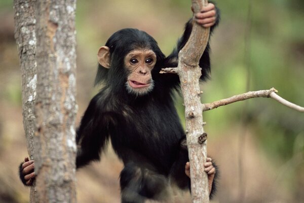 Singe surpris regardant de l arbre