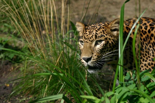 Wildkatze im Hinterhalt während der Jagd