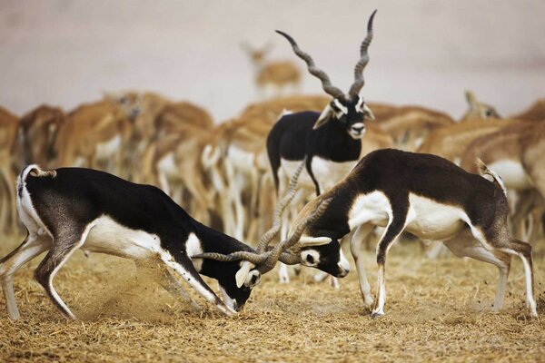 Antelopes fight for rights in nature