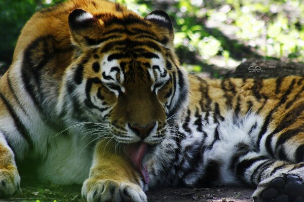 Très grand tigre se trouve au repos