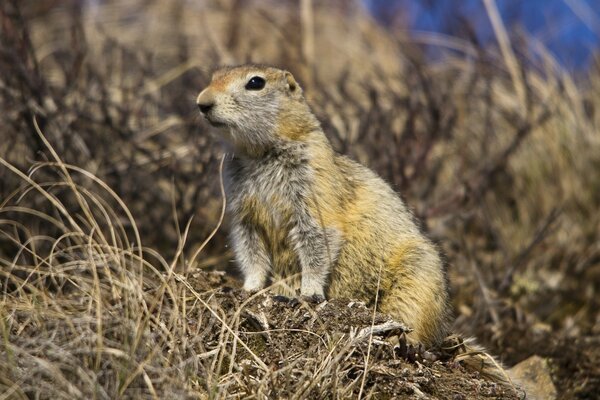 A ferret in a thicket of dry grass