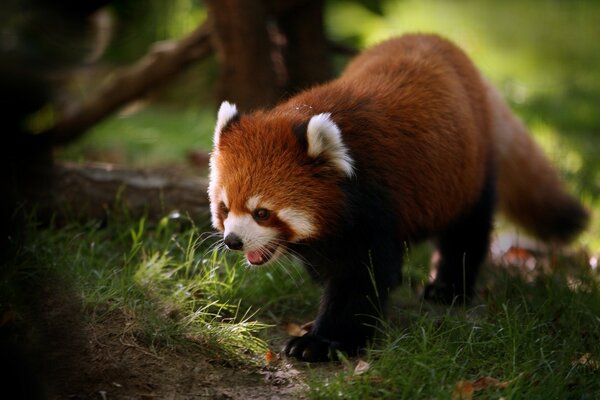 Panda vermelho na floresta