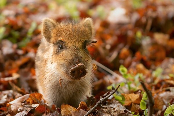 A baby boar in the autumn forest. Yellow foliage