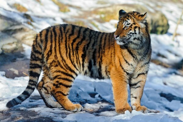 Gato tigre en condiciones invernales