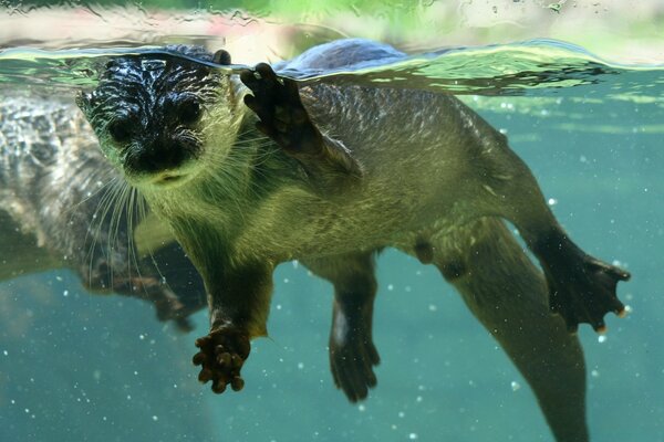 El animal nada bajo el agua en la naturaleza