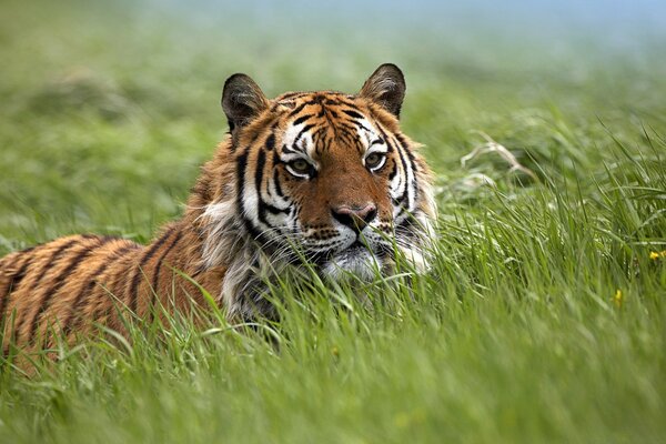 The world of wild nature. Big cat