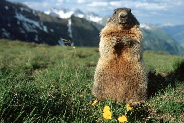 A surprised groundhog on a green field