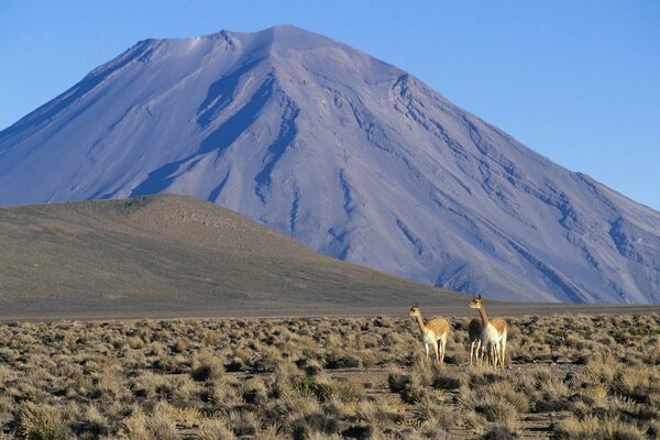 Zhyvotnye on the background of mountains in the desert