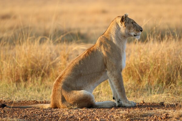 Löwin Katze Wildtiere