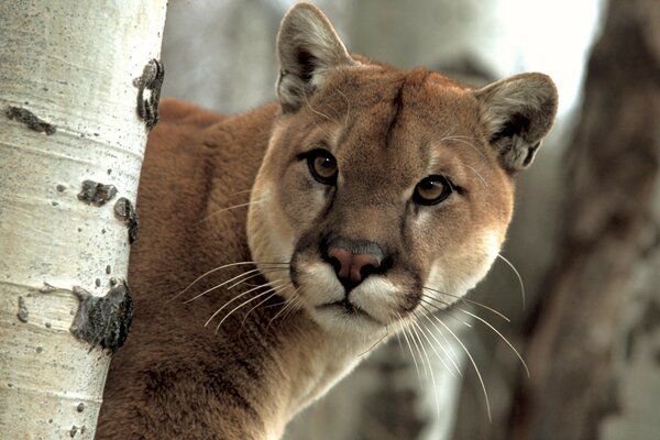 Portrait of a cat from the wild