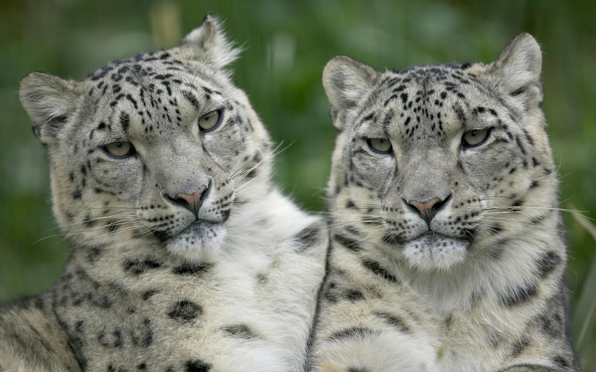 animali gatto fauna selvatica mammifero predatore mangiatore di carne leopardo animale pelliccia zoo cacciatore grande selvaggio safari natura pantera occhio in via di estinzione giungla pericolo ritratto