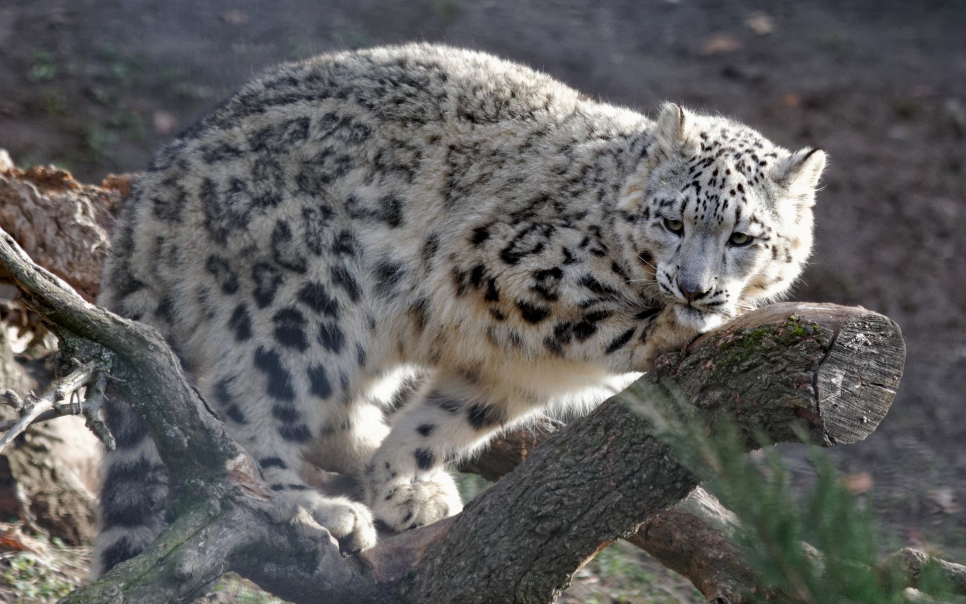 animaux la faune mammifère nature sauvage animal chat prédateur grand zoo mangeur de viande fourrure à l extérieur léopard en voie de disparition chasseur