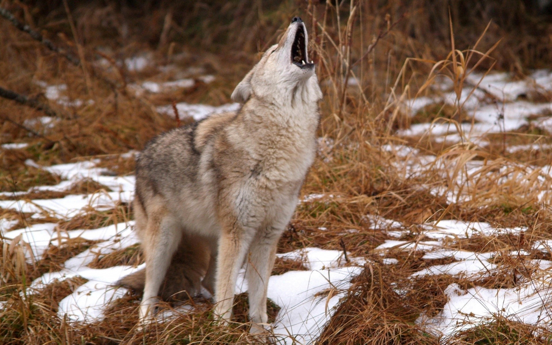 animali lupo mammifero fauna selvatica natura addestratore di cani selvaggio all aperto predatore legno animale erba mangiatore di carne cane coyote inverno gelido pelliccia