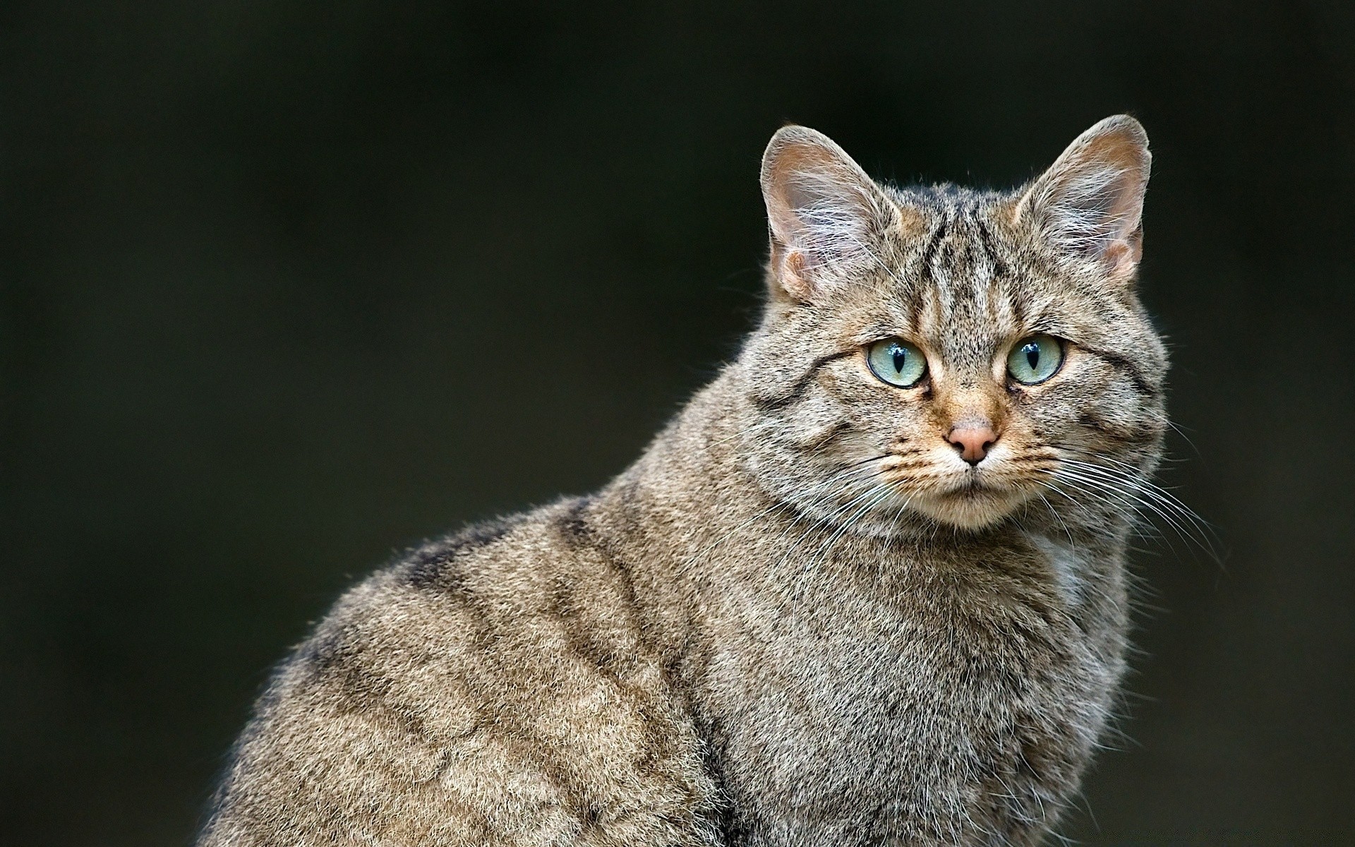 animaux chat mammifère animal portrait mignon nature fourrure animal de compagnie la faune jeune sauvage