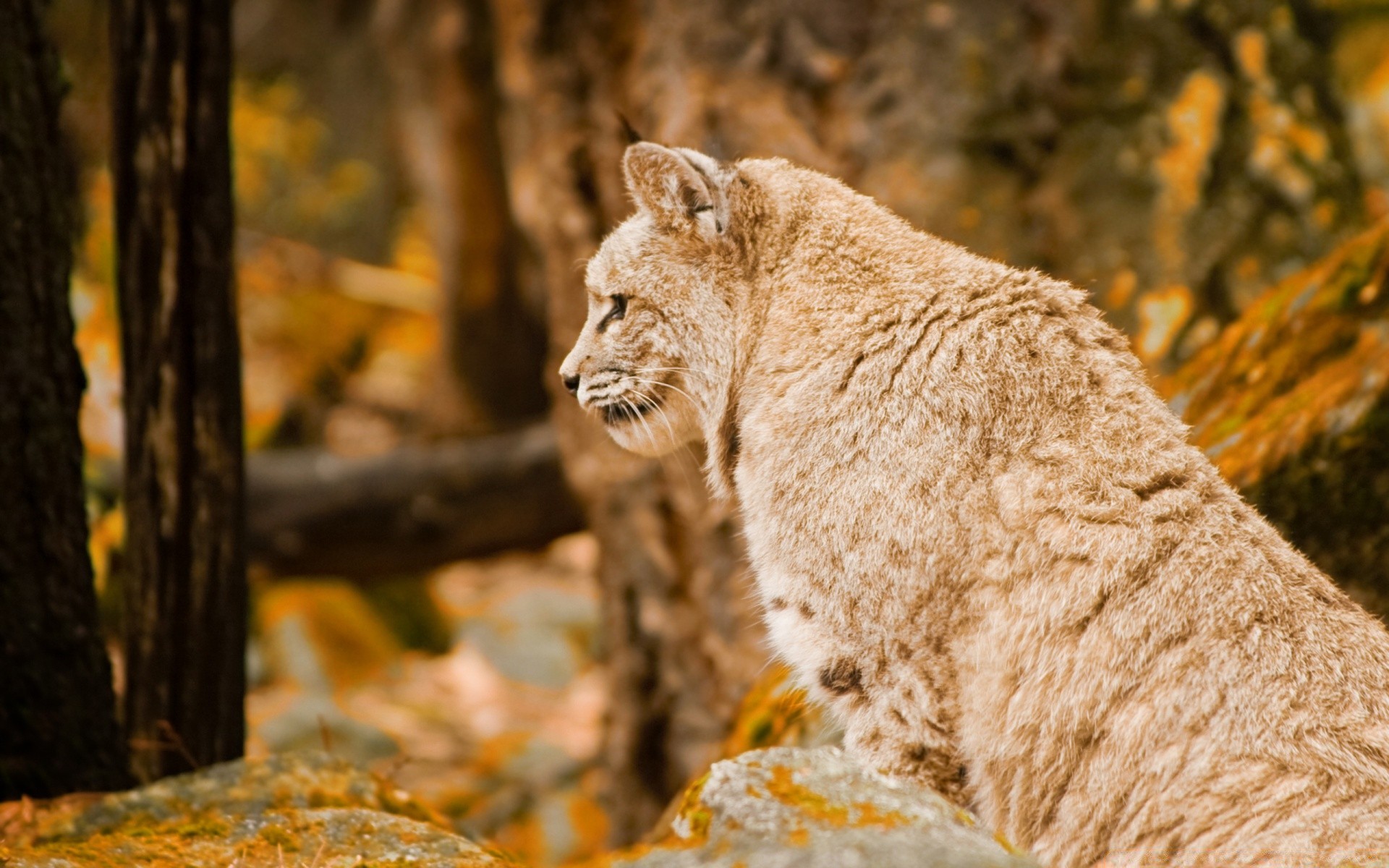 animaux mammifère la nature la faune en plein air animal chat bois prédateur sauvage arbre fourrure zoo mangeur de viande