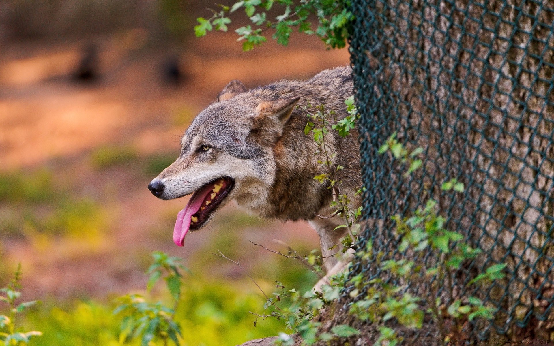 animals nature outdoors wood wildlife mammal animal wild tree portrait