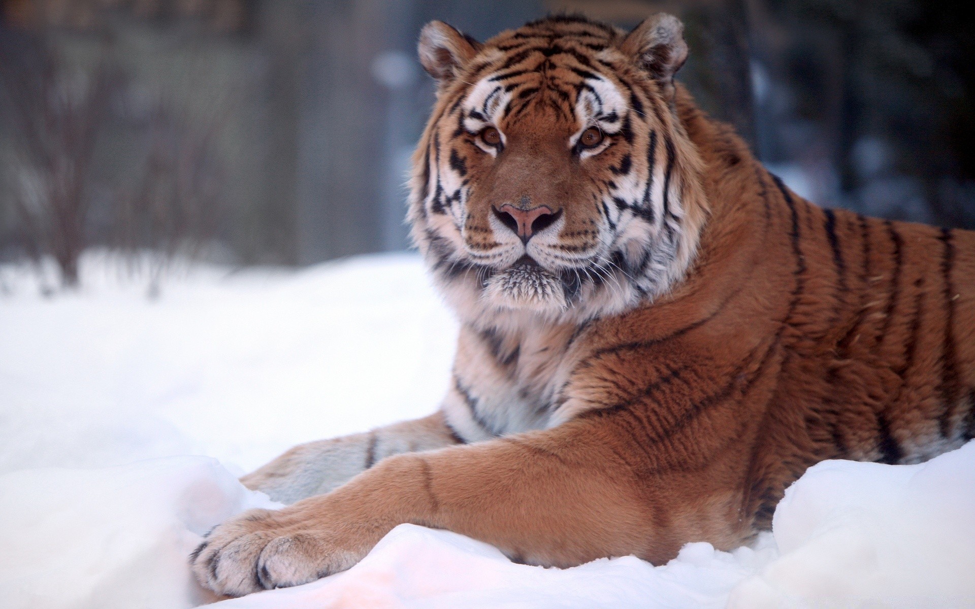 animales gato tigre mamífero vida silvestre depredador animal cazador zoológico salvaje carnívoro mirando peligro piel retrato grande caza naturaleza siberiano selva agresión