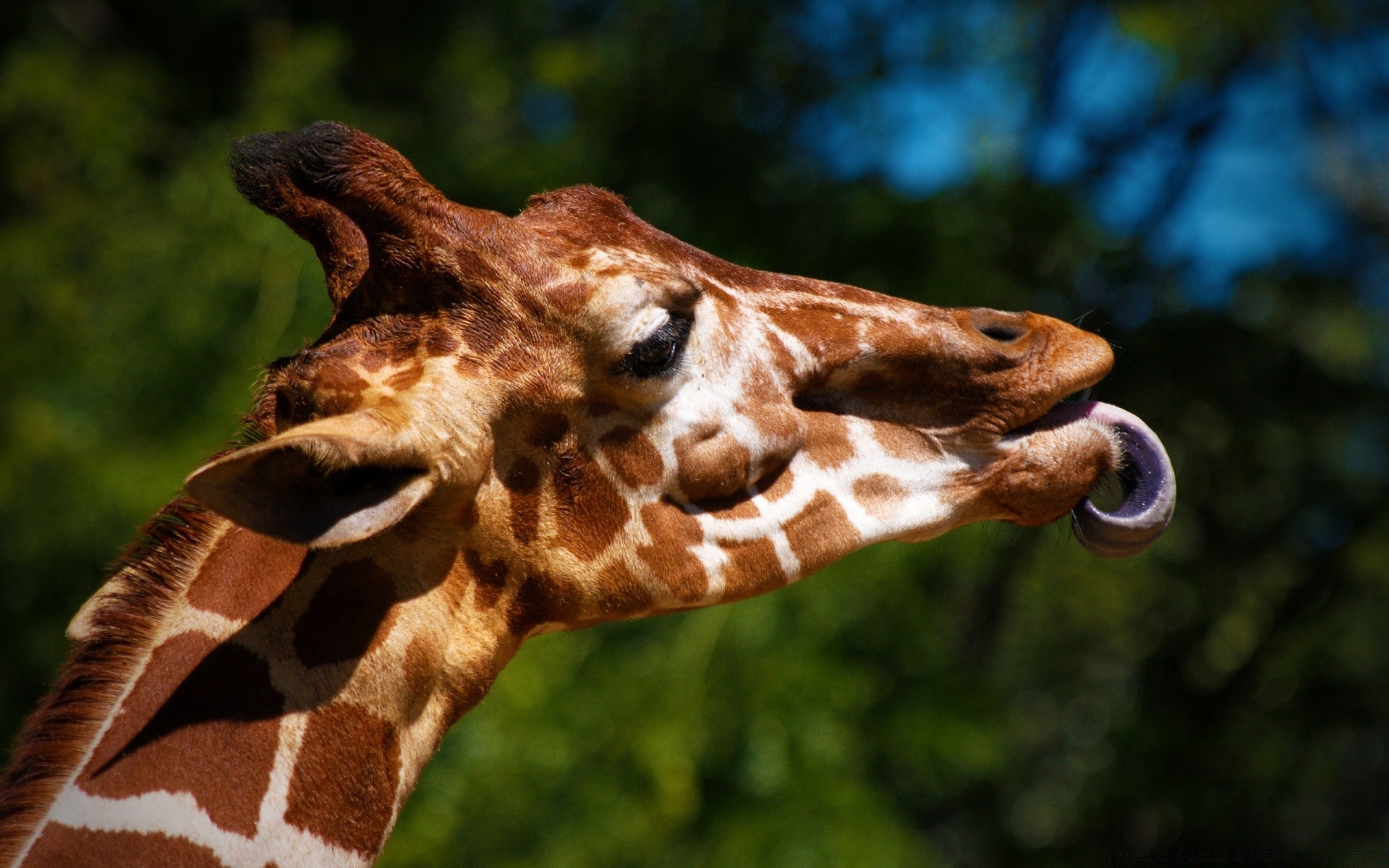 animaux la nature la faune animal girafe sauvage mammifère portrait zoo parc tête grand à l extérieur environnement unique belle cou mignon tropical safari