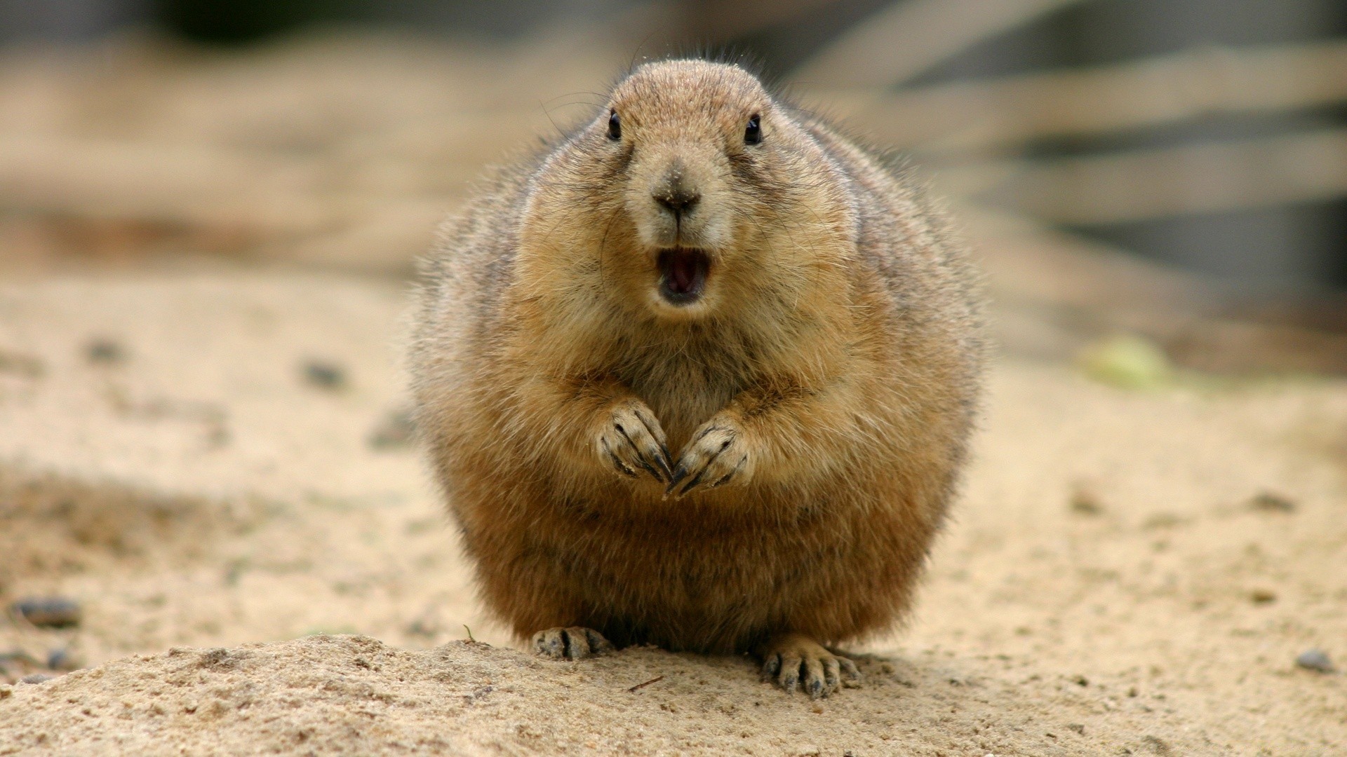 tiere säugetier nagetier wildtiere niedlich natur eichhörnchen fell tier wenig warnung im freien sitzen wild boden