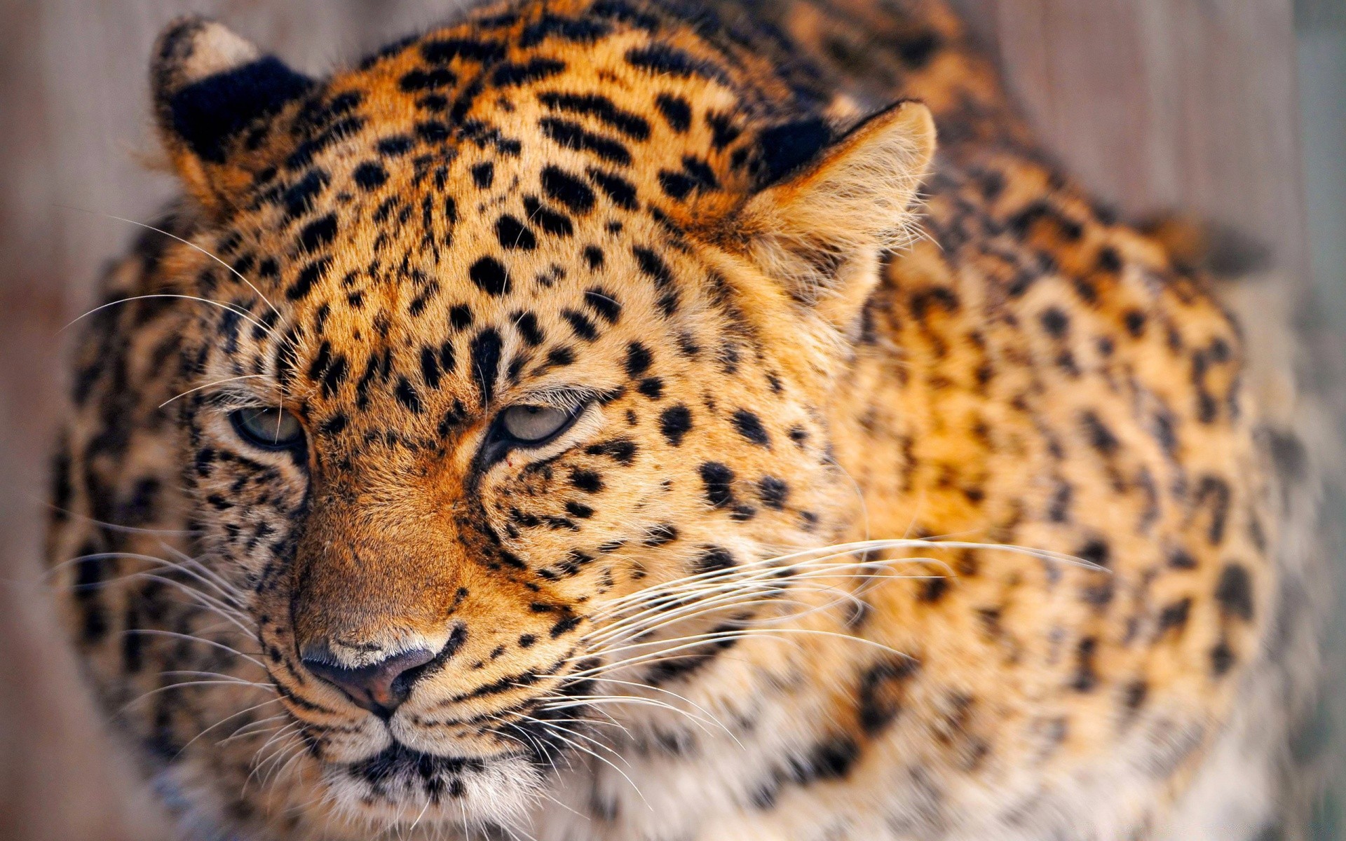 animales gato vida silvestre mamífero animal zoológico piel depredador leopardo cazador naturaleza tigre