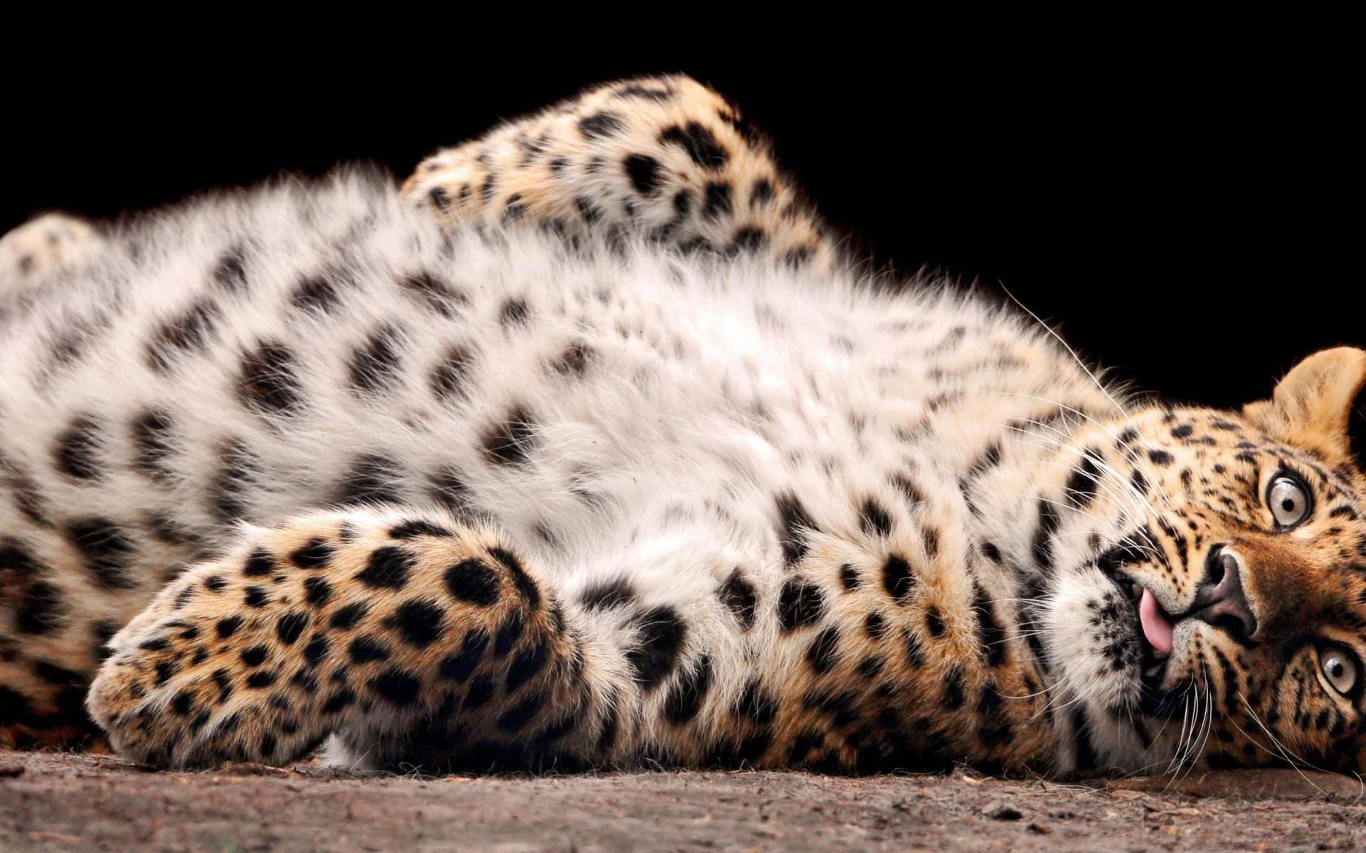 animales gato vida silvestre mamífero leopardo depredador zoológico animal carnívoro safari salvaje cazador tigre piel grande peligro guepardo naturaleza