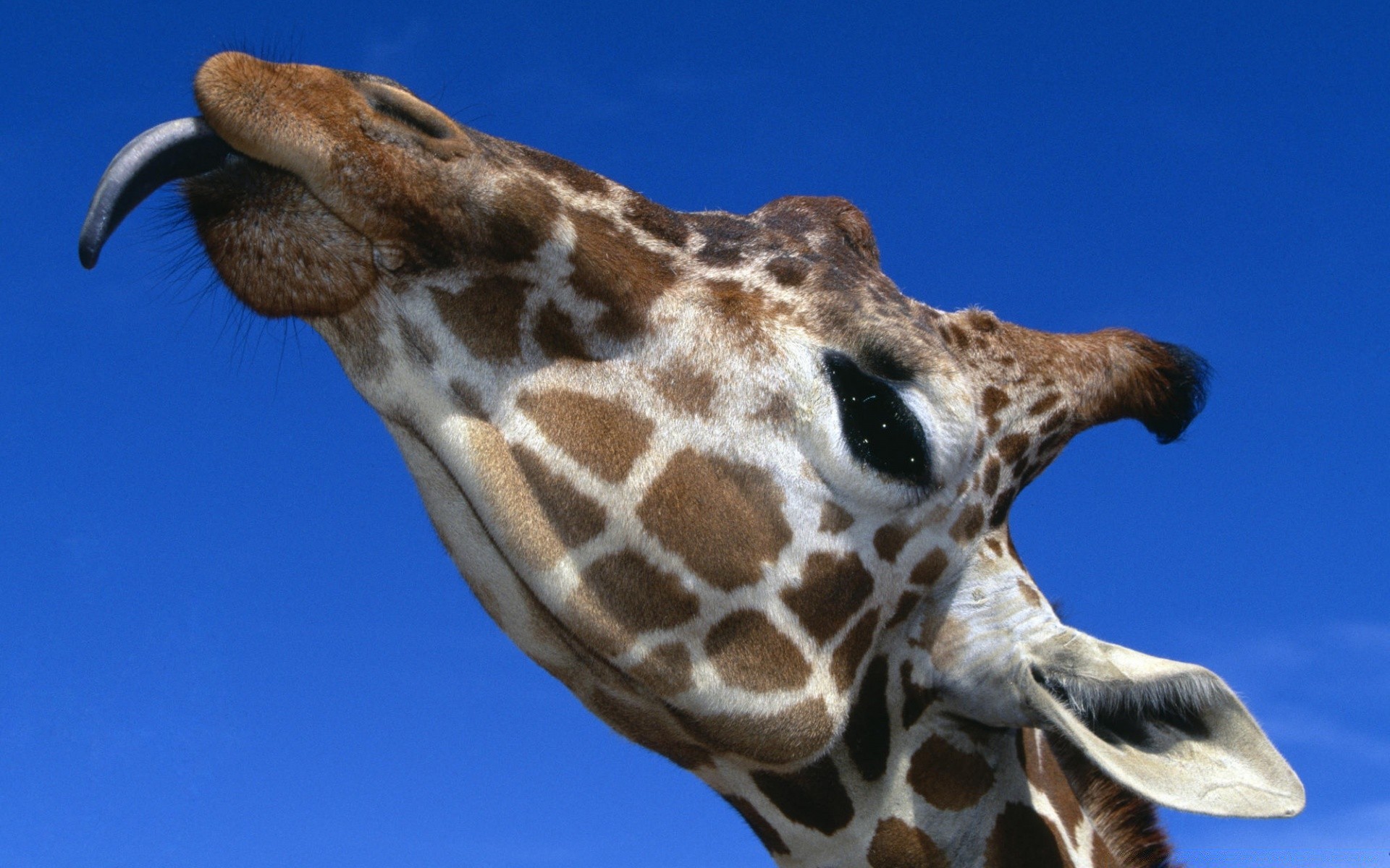 animais girafa vida selvagem animal natureza cabeça pescoço selvagem mamífero retrato solteiro jardim zoológico longo boca