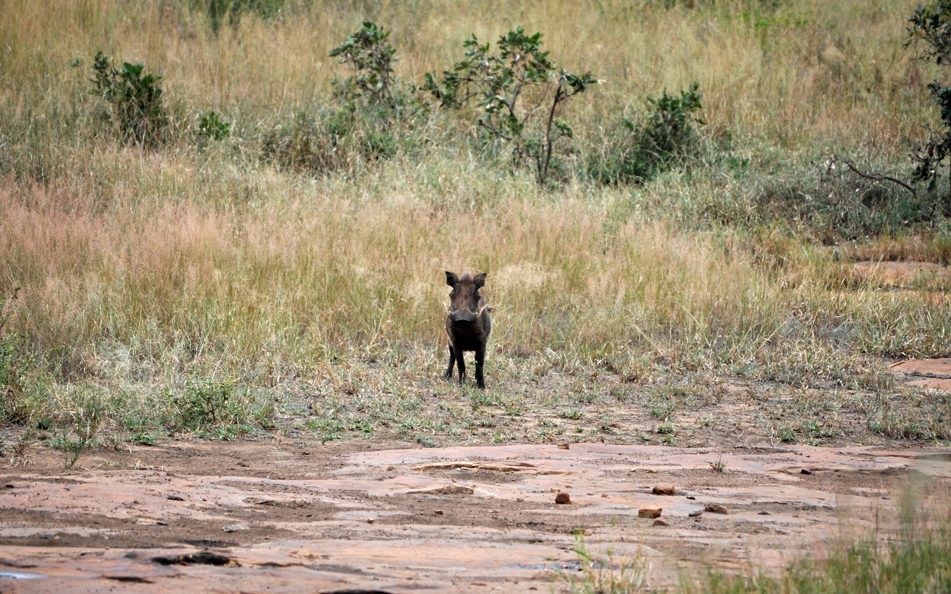 animales mamíferos vida silvestre al aire libre salvaje pastizales animal hierba safari naturaleza sabana viajes depredador bush parque medio ambiente luz del día nacional reserva