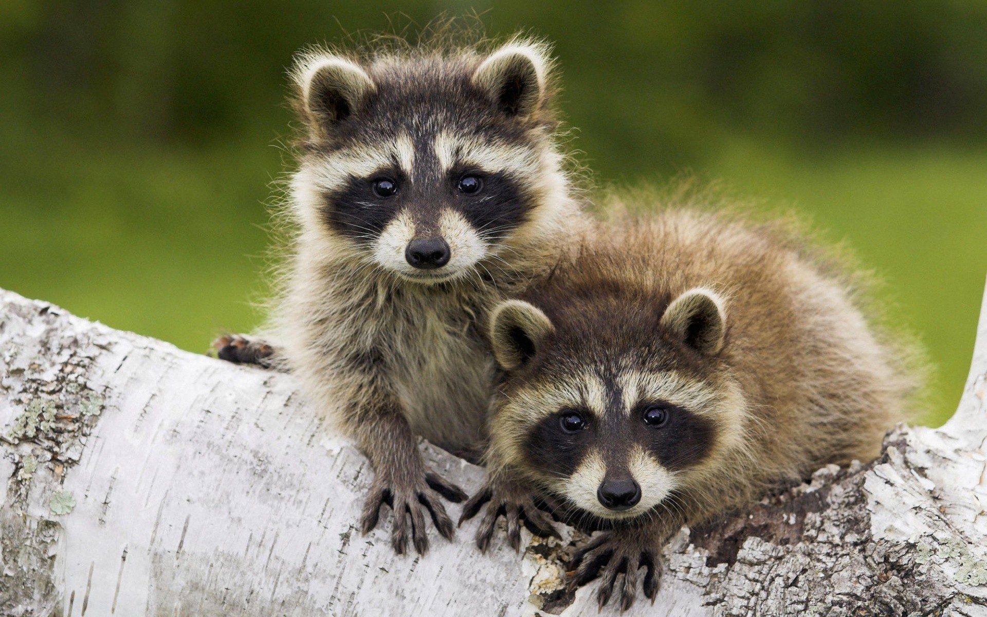 animales mamífero vida silvestre naturaleza animal lindo salvaje pequeño pelaje retrato hierba joven al aire libre ver zoológico