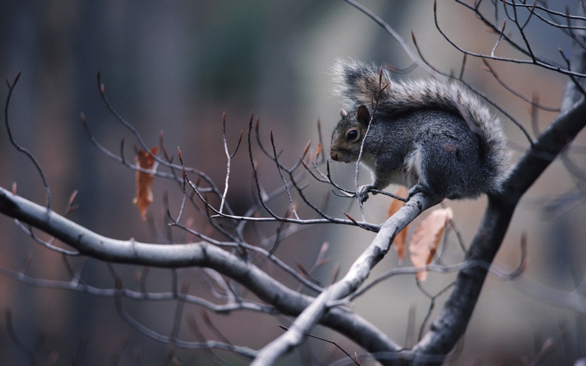 animals tree nature outdoors winter wood mammal wildlife squirrel portrait animal fall one park