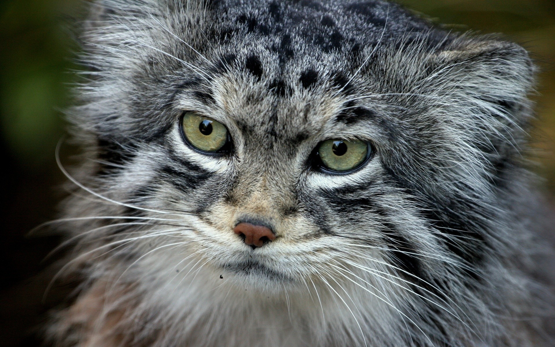 animais mamífero animal vida selvagem gato pele fofa natureza selvagem retrato predador cinza