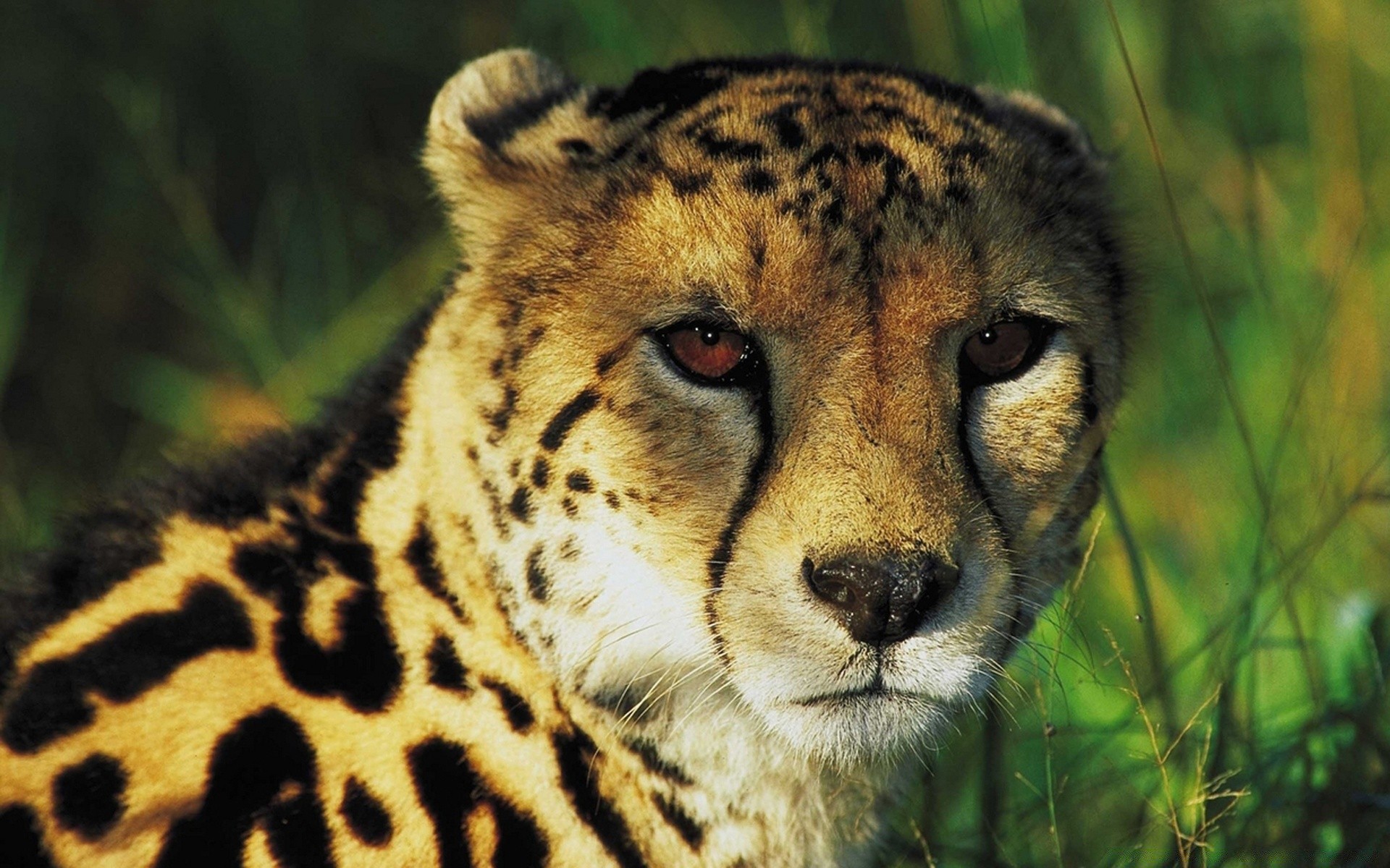 animais vida selvagem mamífero gato predador animal comedor de carne selvagem jardim zoológico pele natureza retrato safari caçador chita grande olho