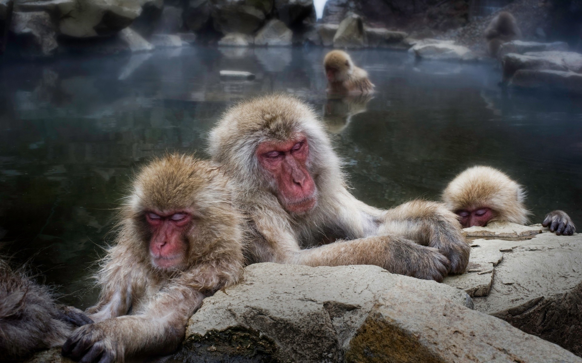 tiere säugetier affe tierwelt vorsteher fell krümmen zoo makaken tier natur niedlich ein porträt wild