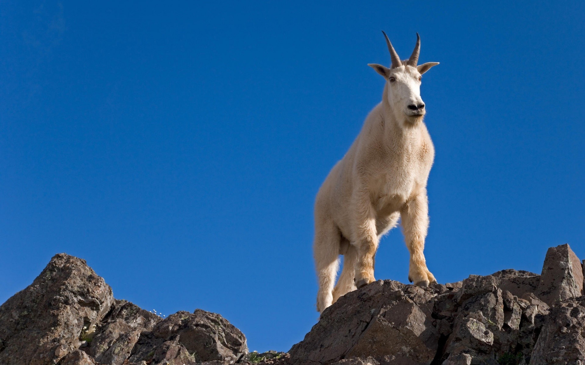 animales mamífero al aire libre roca luz del día viajes solo cielo naturaleza montañas cabra