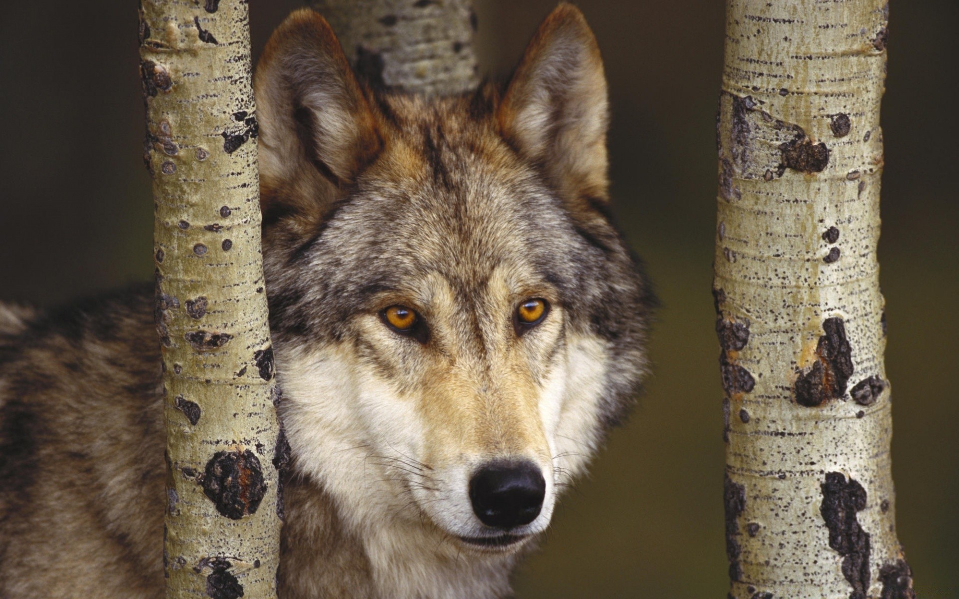 animals mammal wood wildlife nature portrait animal wild eye